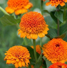 Indlæs billede til gallerivisning Frøkenhat &quot;Cresto Orange&quot; , Zinnia elegans
