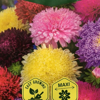 Asters 
