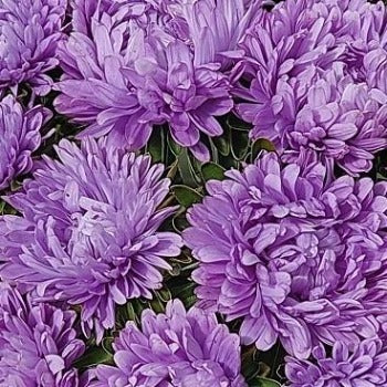Asters dværg 