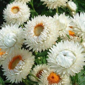 Evighedsblomst 