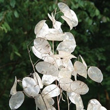 Indlæs billede til gallerivisning Judas penge &quot;Honesty Purple&quot;, Lunaria
