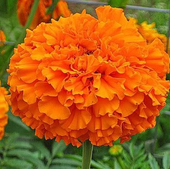 Tagetes 