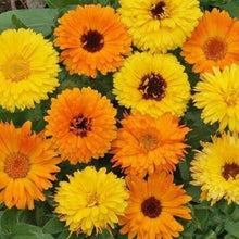 Indlæs billede til gallerivisning Morgenfrue &quot;Doubles Pacific&quot; mix, Calendula officinalis
