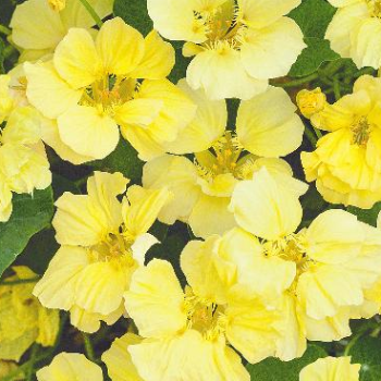 Nasturtium 