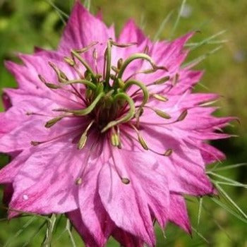 Nigella 