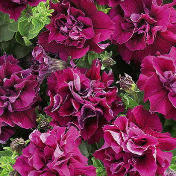 Petunia Multiflora 