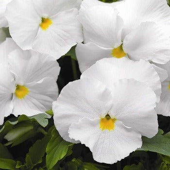 Stedmoderblomst 